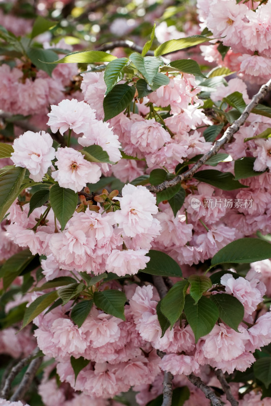 北京朝阳公园樱花