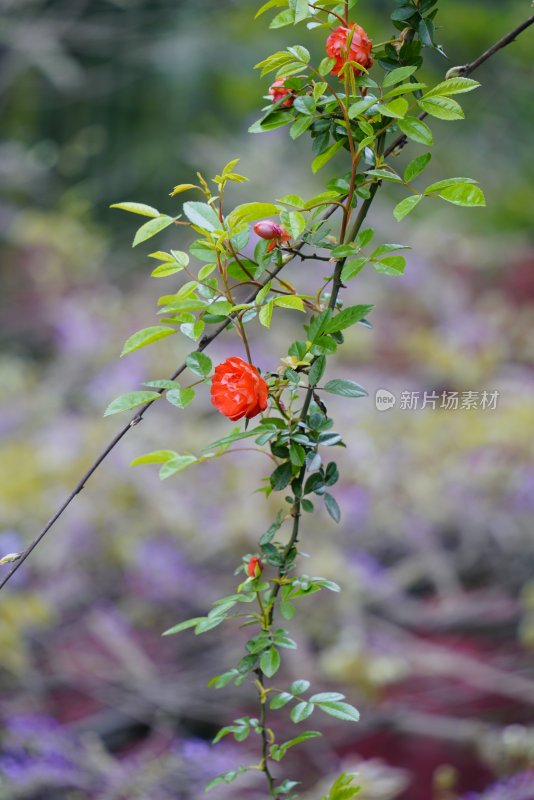 鲜花花朵花卉花树