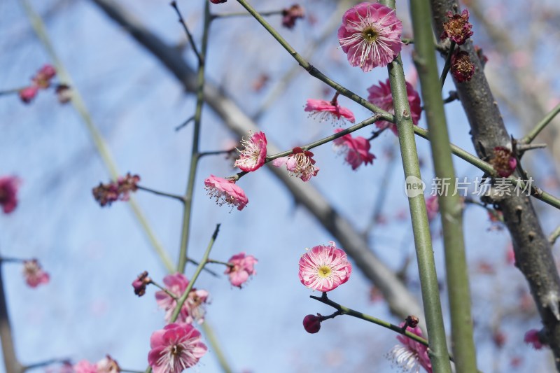 梅花 腊梅 红梅花