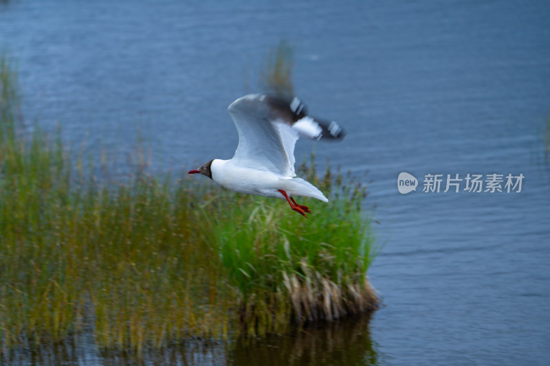 若尔盖的海鸥