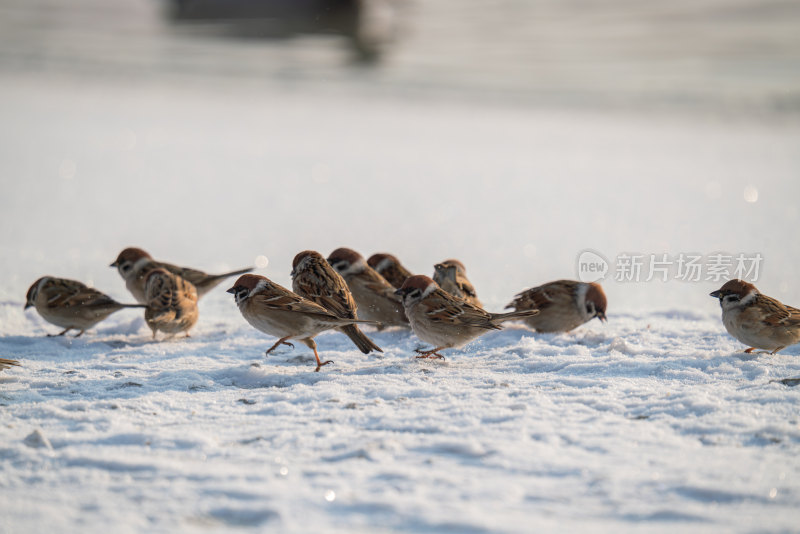冬天的麻雀在一起飞行觅食干饭