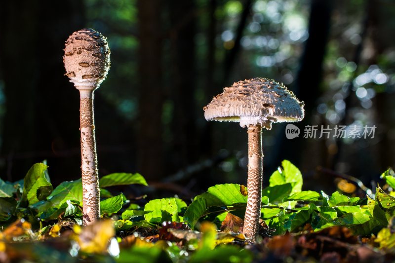 野生菌野生菌蘑菇生长环境菌类山菌