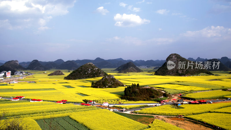 油菜花海