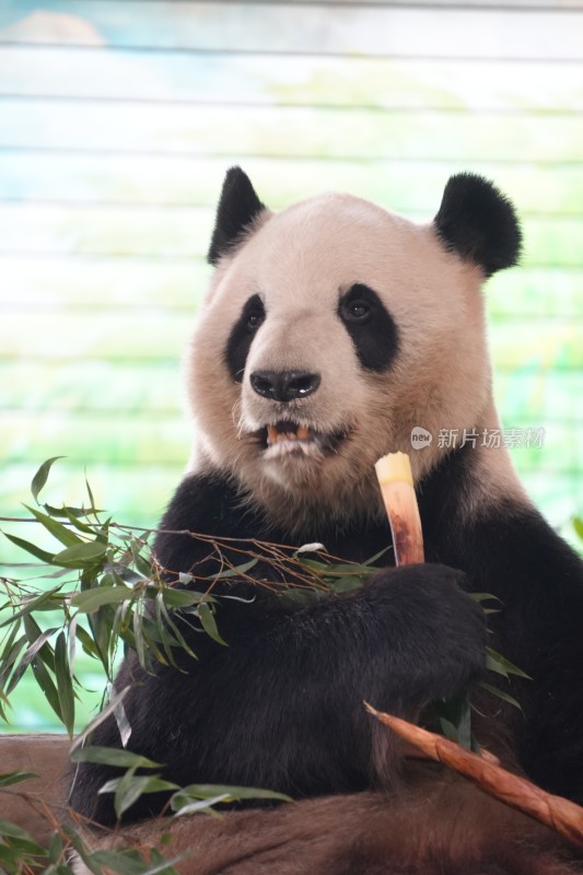 大熊猫坐卧进食竹子