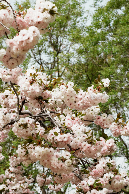 北京莲花池公园樱花