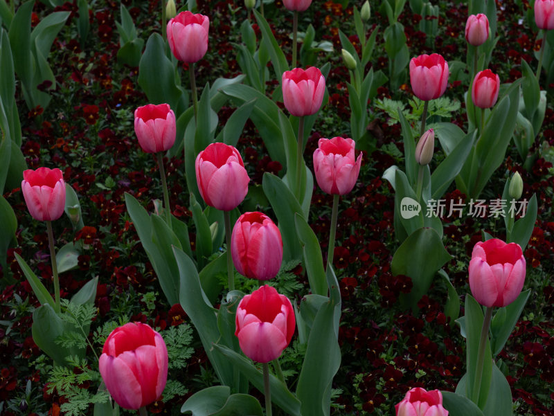 盛开的郁金香花