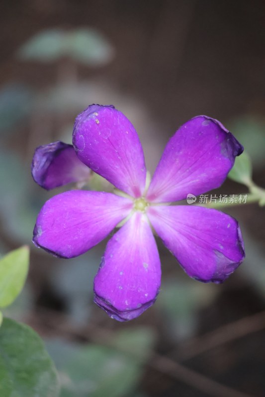 花朵随拍