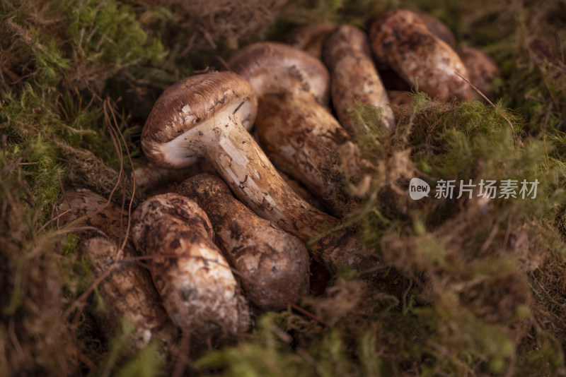 野生菌松茸