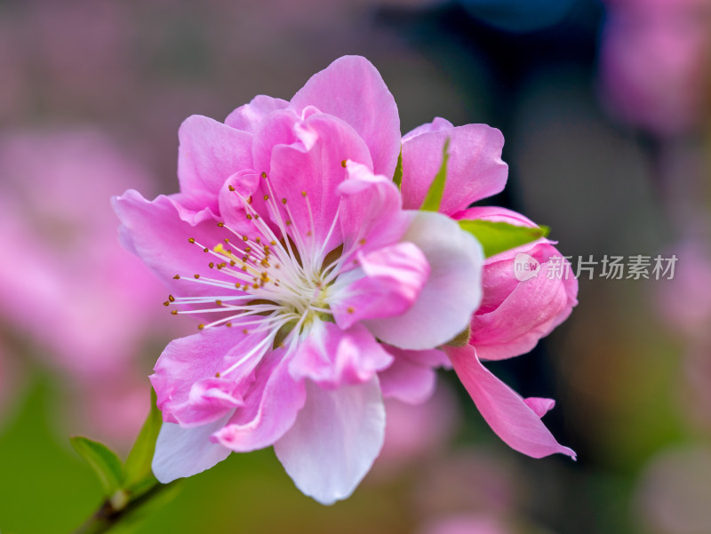 春天的桃花开花特写