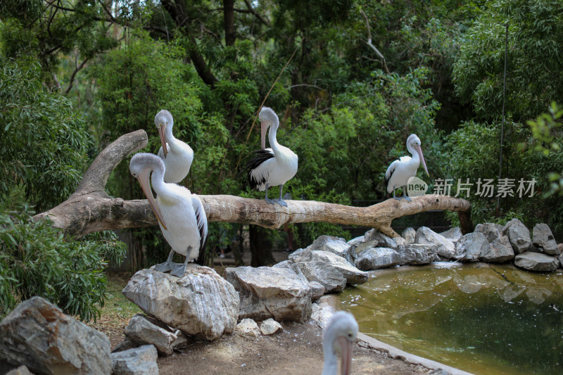 澳大利亚峡谷野生动物园的澳洲鹧鸪