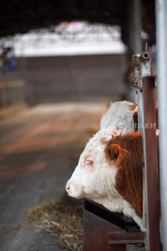 肉牛养殖场里的牛