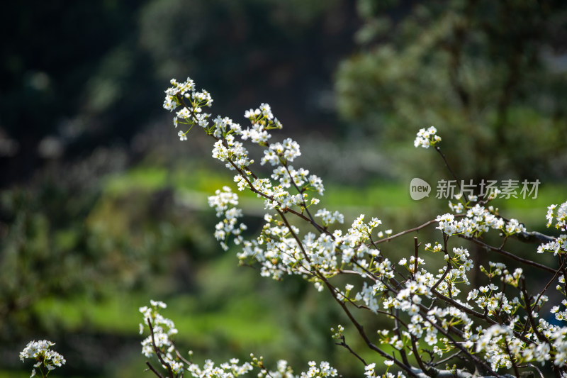 梨花开满枝头十分漂亮