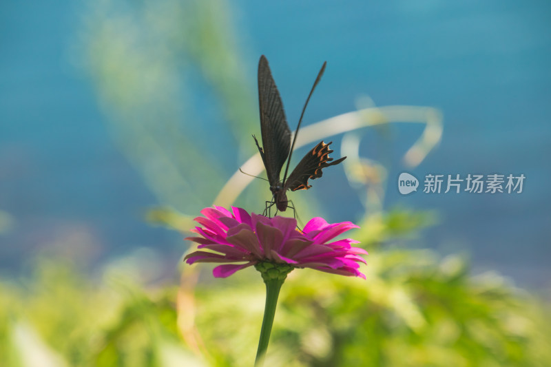 花朵上采蜜蝴蝶特写