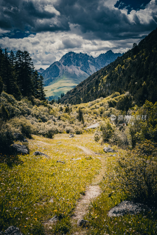 山谷花海与远山