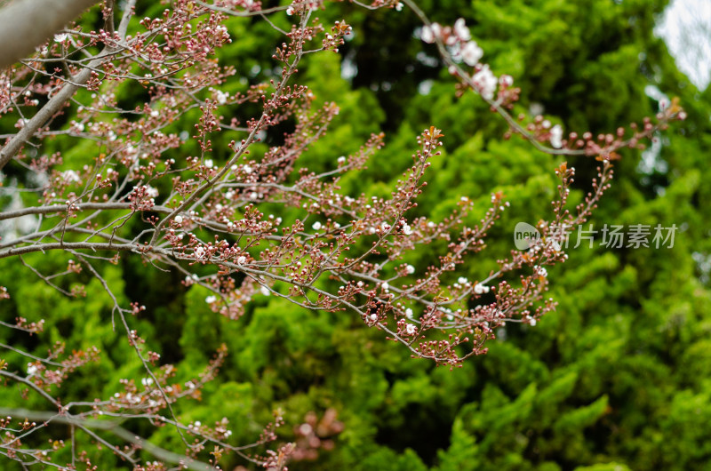 立春时节，长出花芽的紫叶李