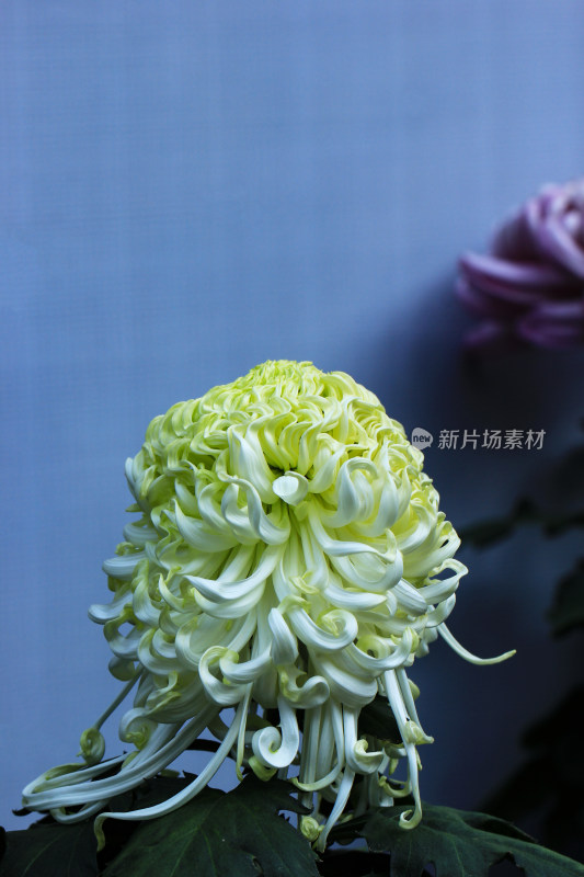 菊花鲜花实拍素材