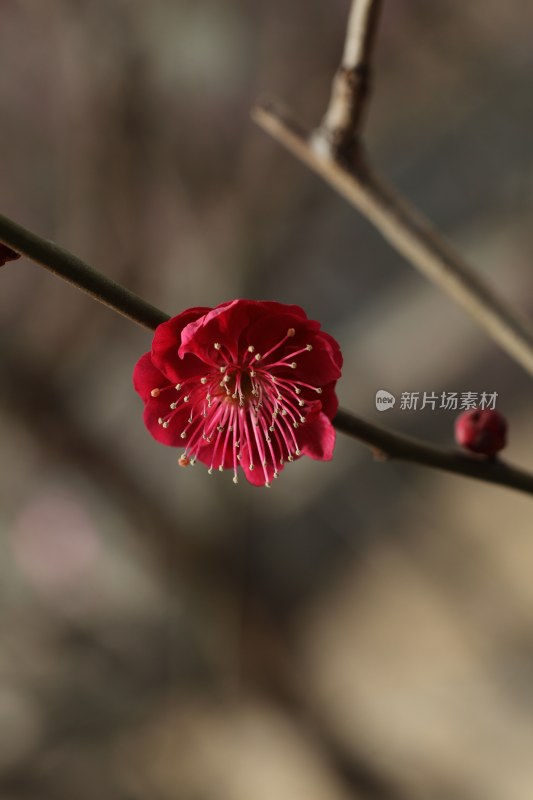 梅花系列