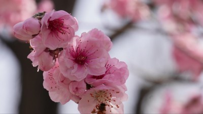 人面桃花鲜花粉嫩鲜花花朵