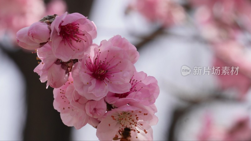 人面桃花鲜花粉嫩鲜花花朵