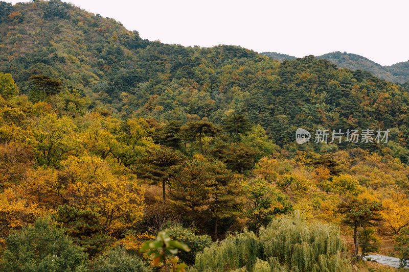 秋天的黄色山坡