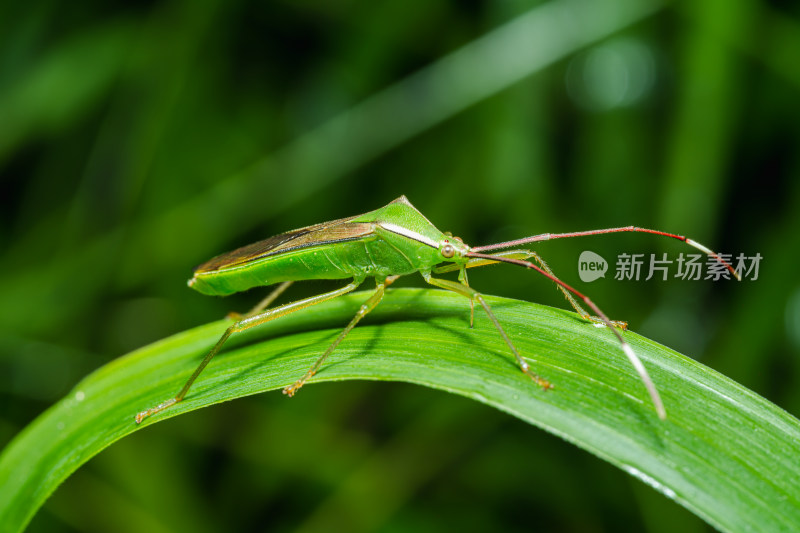 植物上的椿象昆虫特写镜头