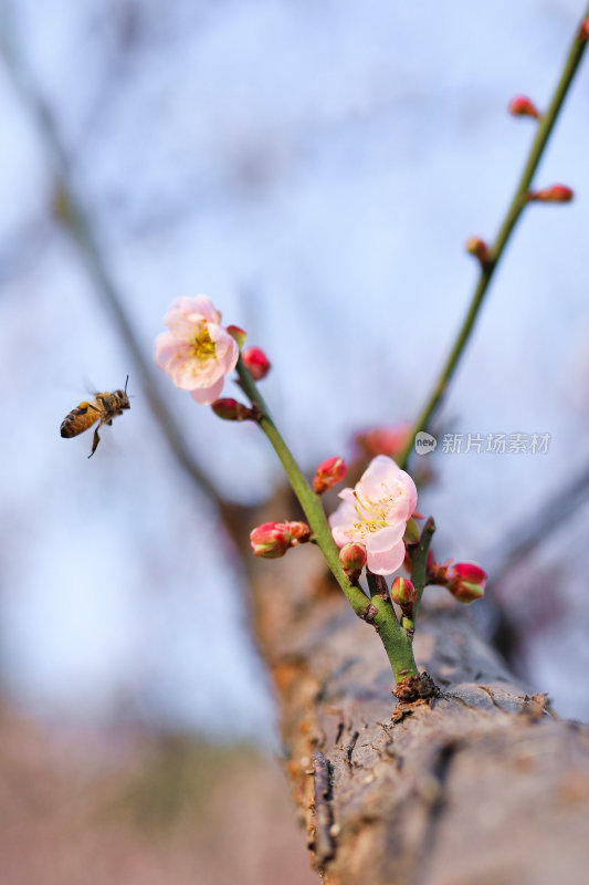 粉色梅花