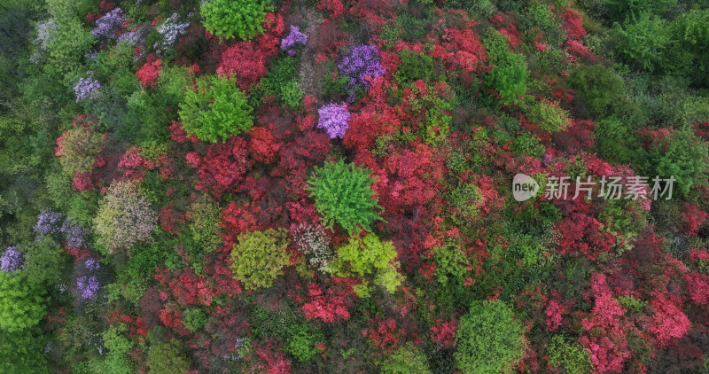 杭州余杭鸬鸟山顶杜鹃花春天映山红航拍