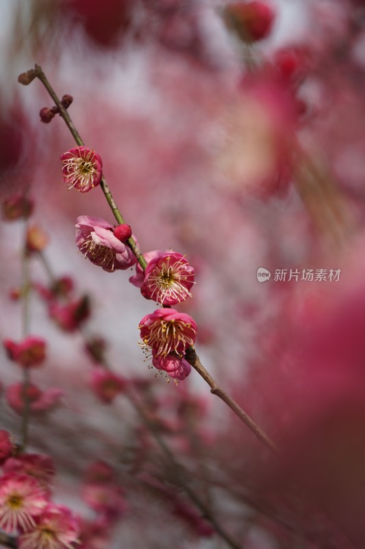 娇艳红梅盛开的花枝特写