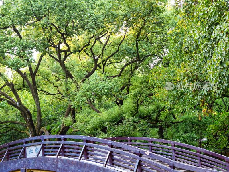 武汉中山公园的树下小桥
