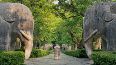 明孝陵石像路林荫道旁的石象雕刻景观