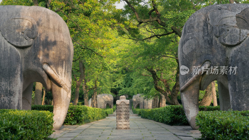 明孝陵石像路林荫道旁的石象雕刻景观