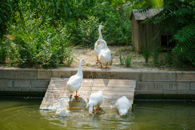 北京莲花池白鹅