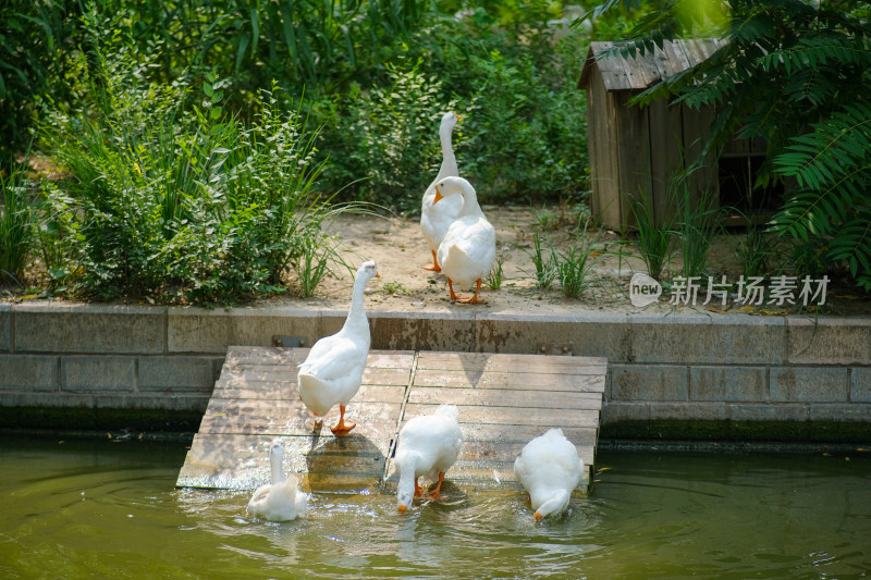 北京莲花池白鹅