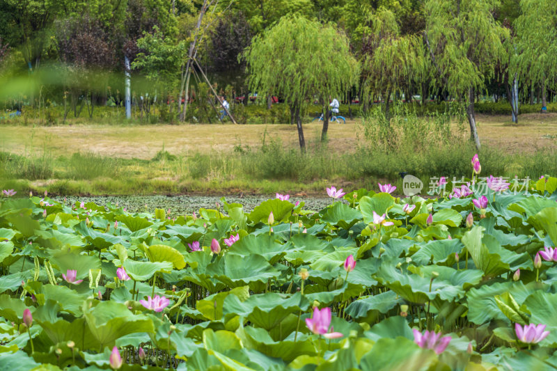 武汉江夏中央大公园风景