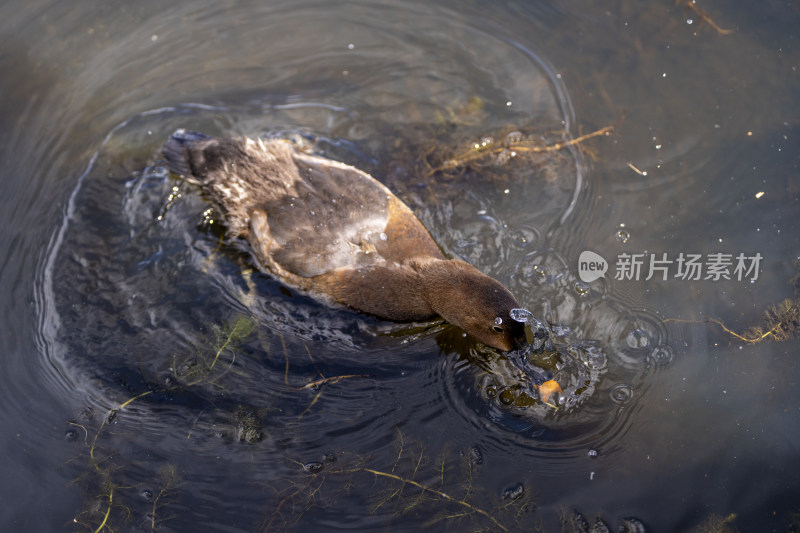 一只在若尔盖花湖湿地游弋觅食的红头潜鸭