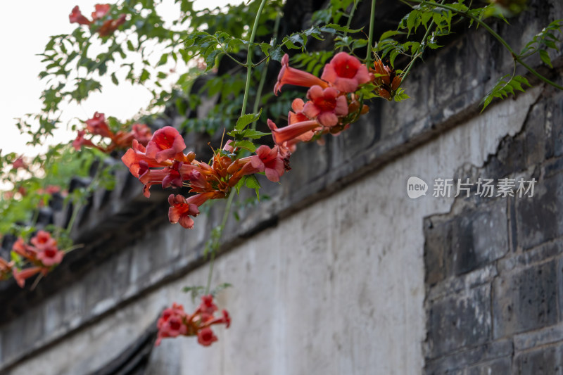 南京老门东街景，灰色砖墙上凌霄花盛开