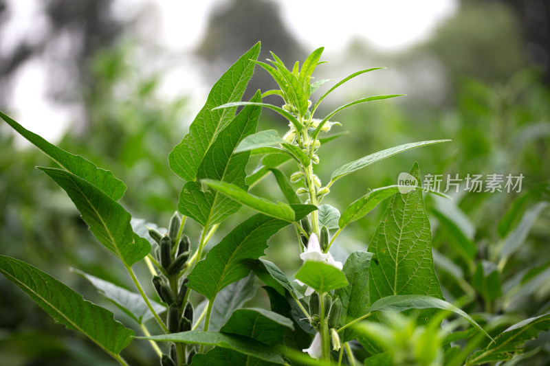 开着小花结着果的芝麻