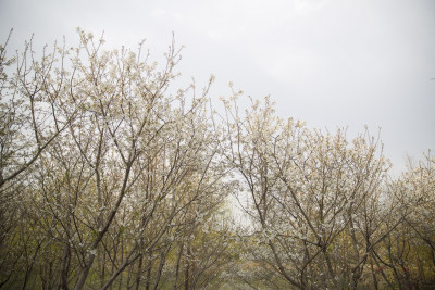 清明踏青园林花草树木