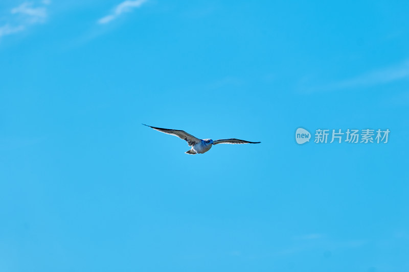 蓝天中展翅飞翔的海鸥