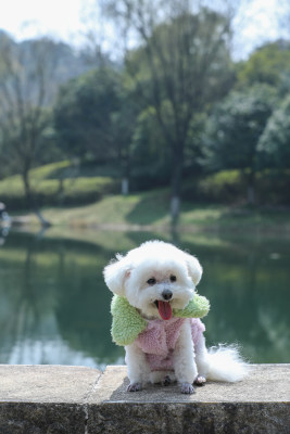 坐在公园湖边可爱的宠物狗比熊犬