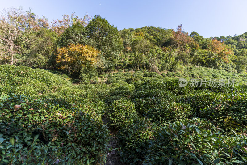 杭州西湖九溪风景区秋天风景