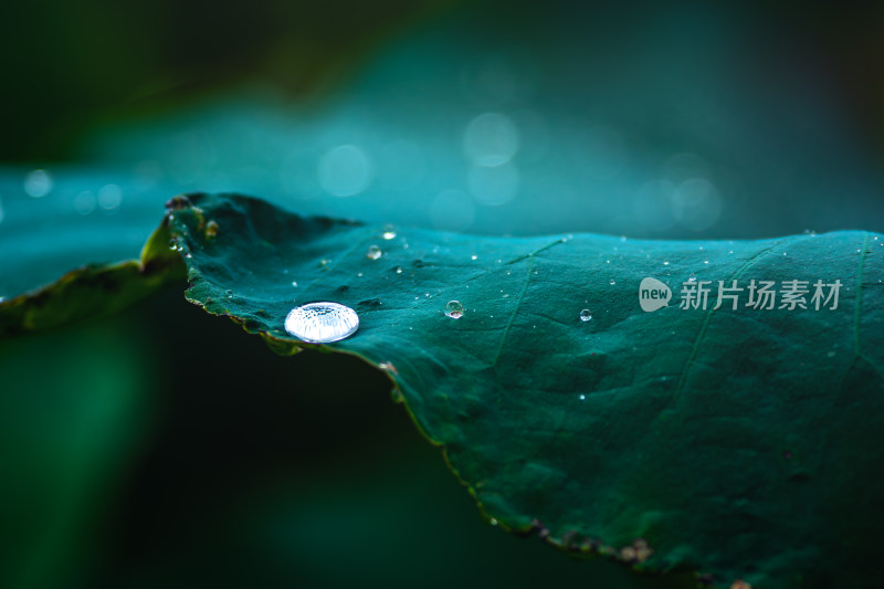 雨后荷叶上的水珠