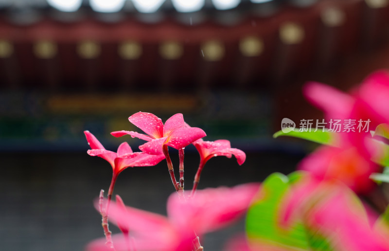 一朵雨中盛开的红鸡蛋花