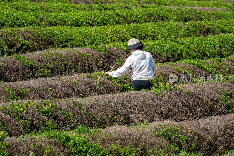 春天茶园采茶