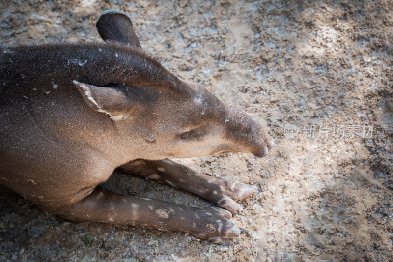 马来貘貘在地上休息