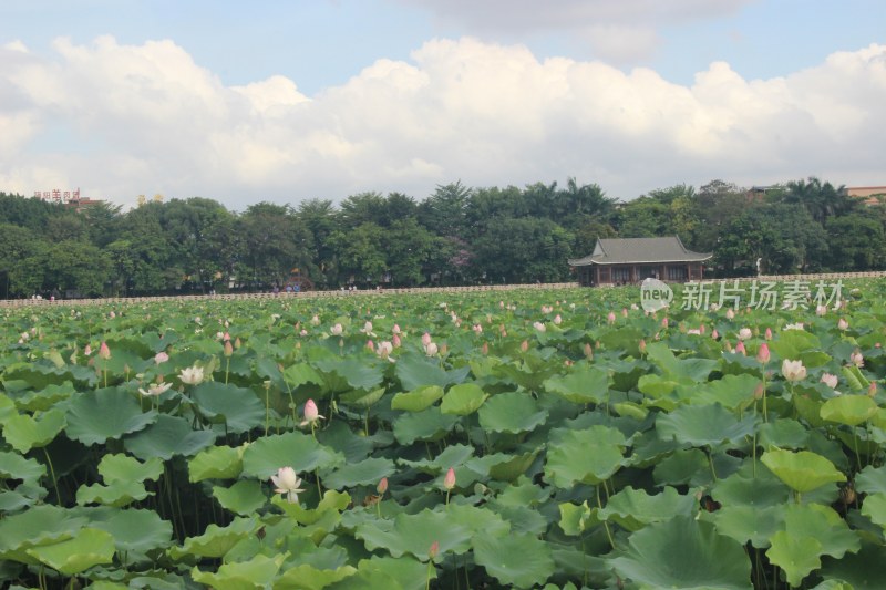 广东省东莞市桥头镇莲湖风景区