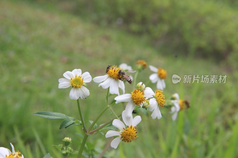 广东东莞：白花鬼针草