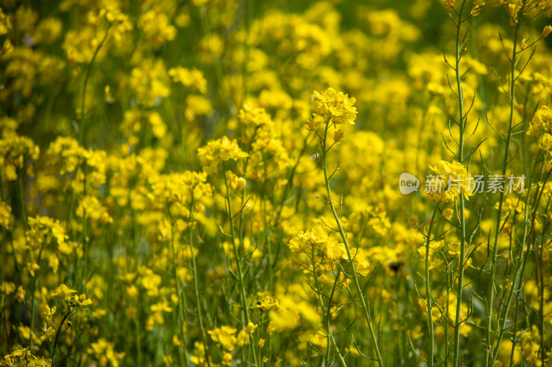 春天野外金灿灿的油菜花田金黄色花海