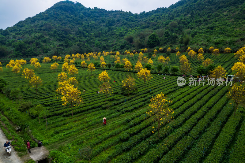 广东清远英德茶园茶场春天采茶风光航拍