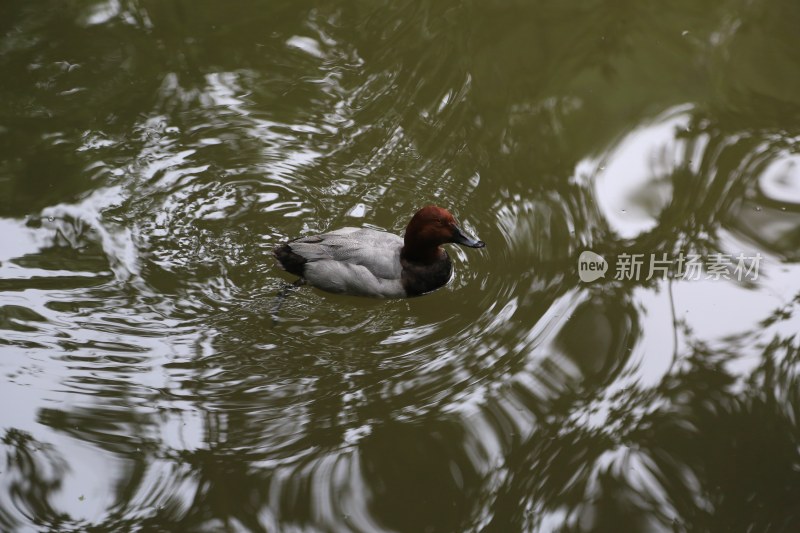 杭州风光 西湖风光